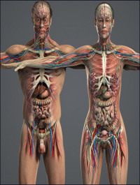 Human Anatomy Models
