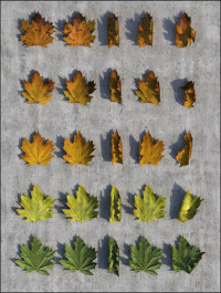 Autumn Leaves Pack 3D Studio Max 2012