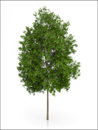 3DOcean Maidenhair Tree