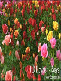 HD Flowers vol.1 for Cinema4D