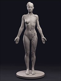 3DTotal Anatomical Collection Female Figure