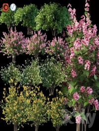 Set flowering shrubs 4