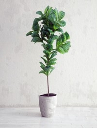 Ficus Lyrata Interior Plant