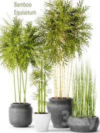 Bamboo and Equisetum