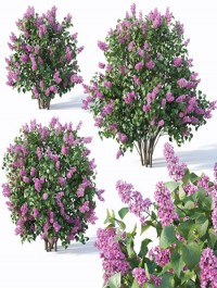 Cgtrder Lilac Syringa vulgaris Nr5 Three sizes 3D model