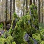 Moss 7 Species and Stones – PBR Asset Kit Low-poly 3D model