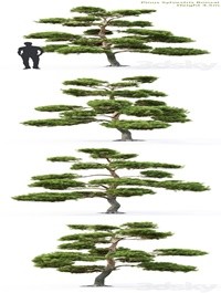 Pine Bonsai 1 (4.5m)
