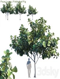 Ficus Lyrata | Feed-leaf fig # 2