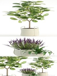 Plants collection 87 3D model