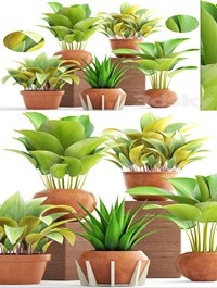 Collection of plants 172 Clay pots