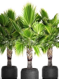 Brahea PALM