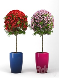 Leptospermum Topiary