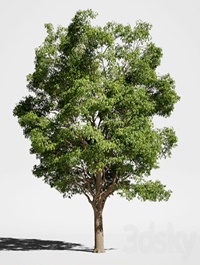 Tree Oak generic