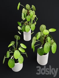 Pilea Peperomioides - Chinese money plant