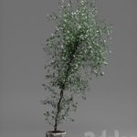 Corocia plant