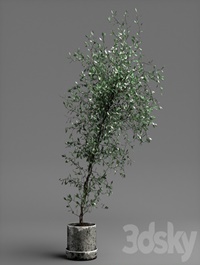 Corocia plant
