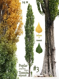 Pine Italian Pinea | Pinus Pinea # 4 (4.8-9.2m)