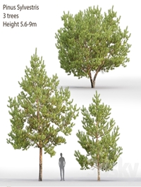 Pinus Sylvestris # 28 (5.6-9m)