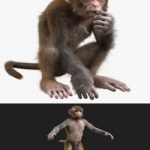 Monkey Fur Rigged model