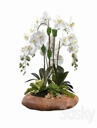 Phalaenopsis Silk Orchids
