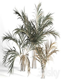 Dry palm leaves in vases