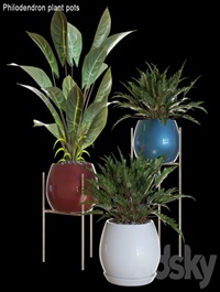 Philodendron plant pots # 2