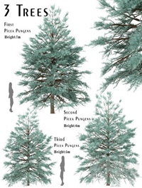Picea Pungens Trees (Blue spruce) (3 Trees) Set of Picea Pungens Trees (Blue spruce) (3 Trees)