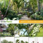 Bundle 32 – Brazilian Home & Garden Plants