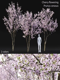 Cherry-tree Flowering 03