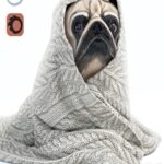Pug 1 – Winter is coming