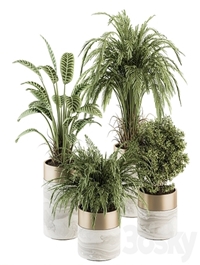 Indoor Plant Set 245 - Plant Set in pot