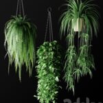 Plants in hanging wicker planters | Plants in Hanging Wicker Planters