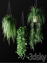 Plants in hanging wicker planters | Plants in Hanging Wicker Planters