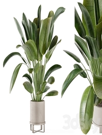 Indoor Plants in Ferm Living Bau Pot Large - Set 378