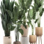 Plant Collection 615. Banana, set, basket, rattan, strelitzia, ravenala, indoor plants, eco design, natural decor