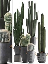 Collection of plants 411. Cactus set. Echinocactus, Cereus, Carnegia, Barrel cactus, indoor plants, concrete pot, outdoor