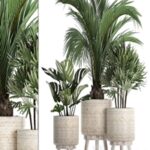 Plant Collection 427. Rapis, monstera, indoor plants, Scandinavian style, eco design, natural materials, Raphis Palm