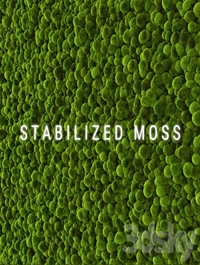 Stabilized Moss 2