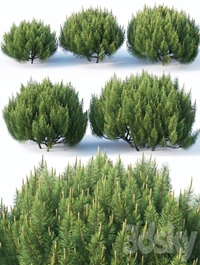 Pinus mugo # 1 H50-100 cm