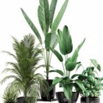 Plants collection 119