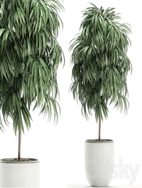 Plant Collection Ficus Alii 501. Decorative tree, white pot, flowerpot, interior, indoor, Scandinavian style, small tree