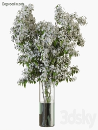 Branches in vases 34