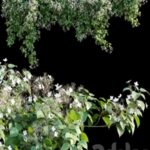 Hydrangea anomala petiolaris – Climbing Hydrangea 01