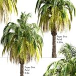 Set of Pygmy Date Palm Trees (Phoenix Roebelenii) (2 Trees)