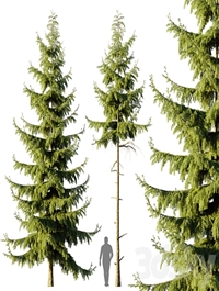 Pine Spruce
