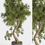 plant bonsai 01