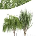 2tree-Pollard willow Weeping willow