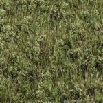 Wild Grass Green – Grass Set 01