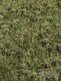 Wild Grass Green - Grass Set 01
