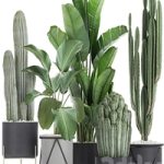 Cacti and strelitzia in a pot 747. Banana, black flowerpot, pot, interior, decorative, stylish, Scandinavian style, flower, plants